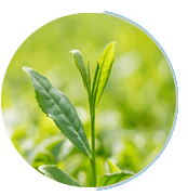 Green Tea extract 