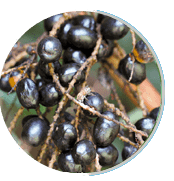 Saw Palmetto extract 