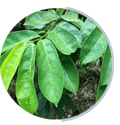 Soursop extract 